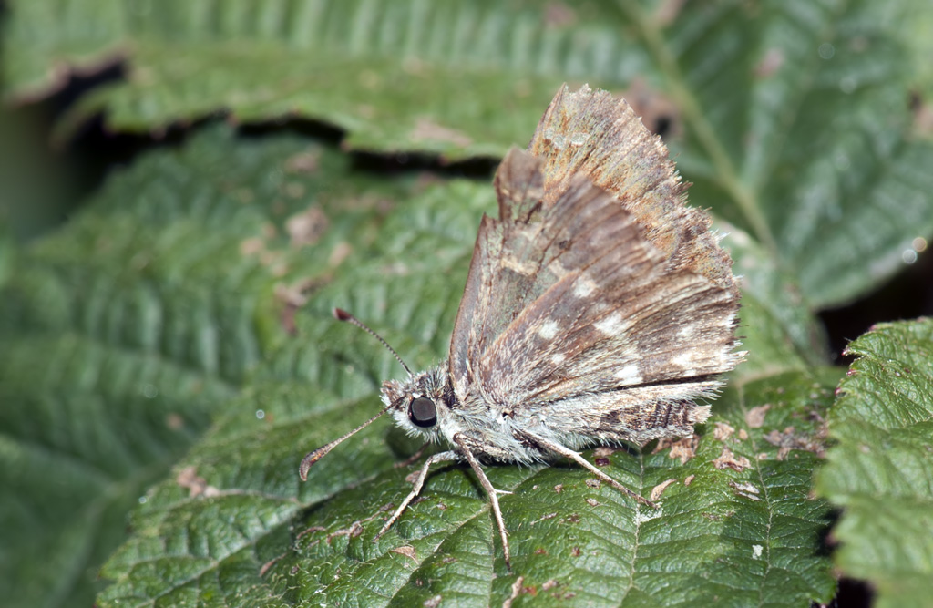 Farfallina da identificare